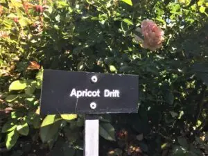 Apricot English School エイプリコット英会話